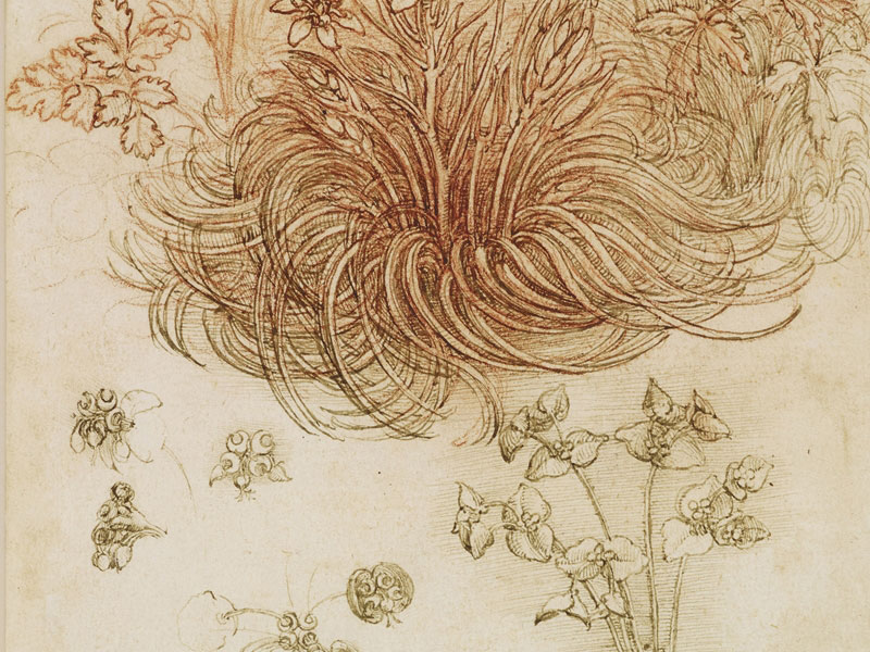 Accademia Artistica Leonardo flora